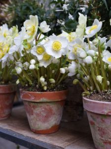 cropped-white-hellebores-pot.jpg