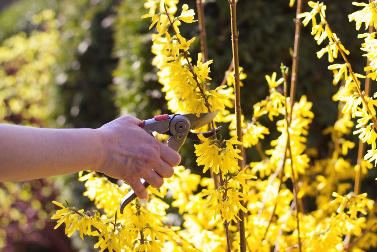 Hand taking a cutting of forsythia bush