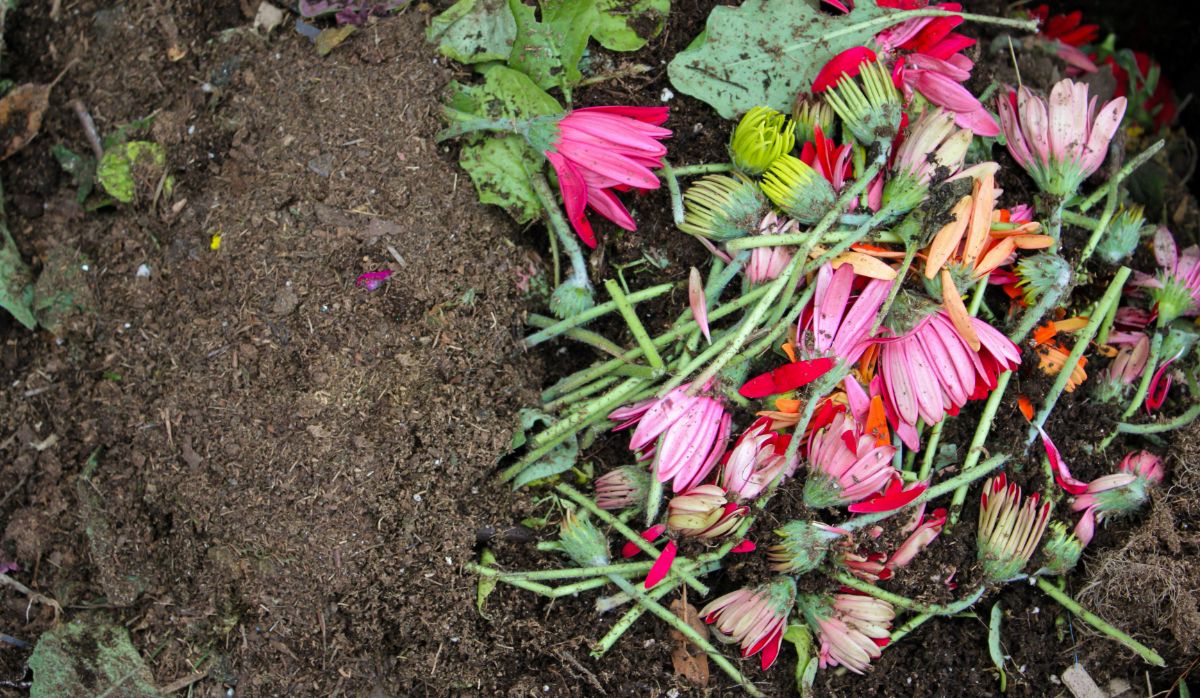 Trimmed Gerbera daisies on the compost pile