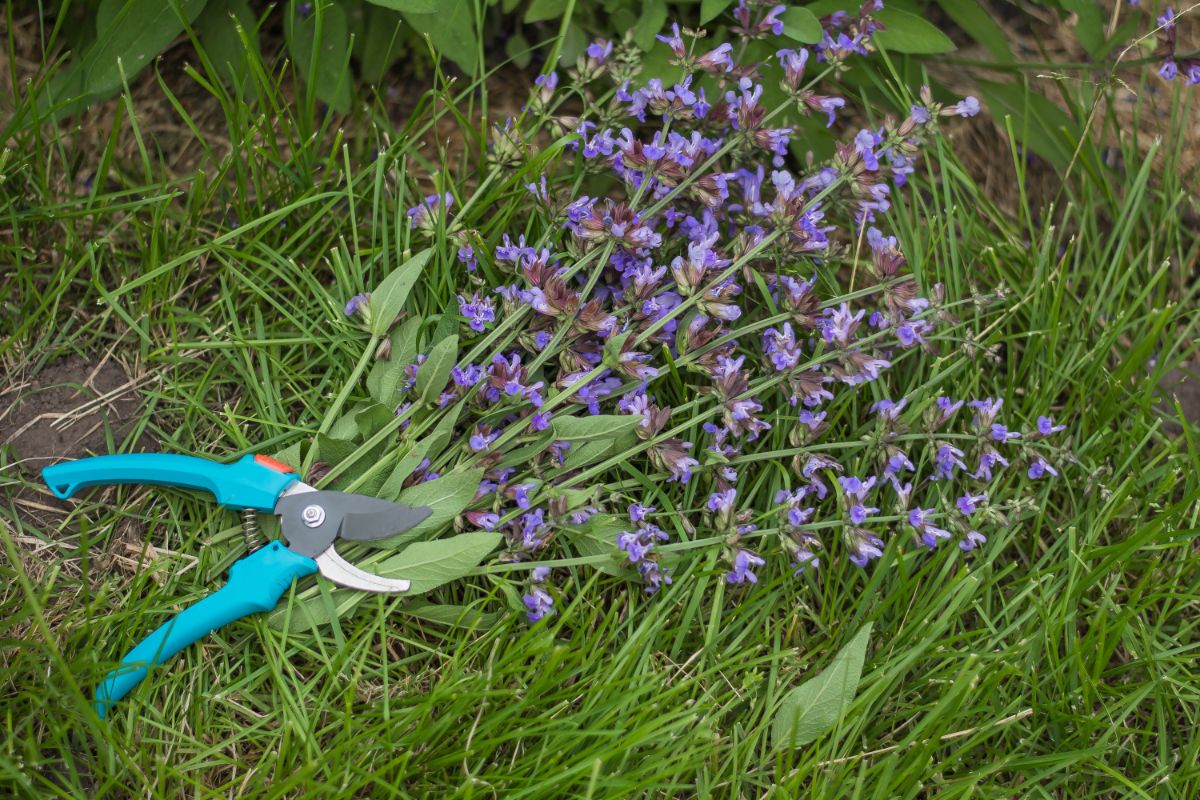 Cut stalks of purple-flowered Russian sage 