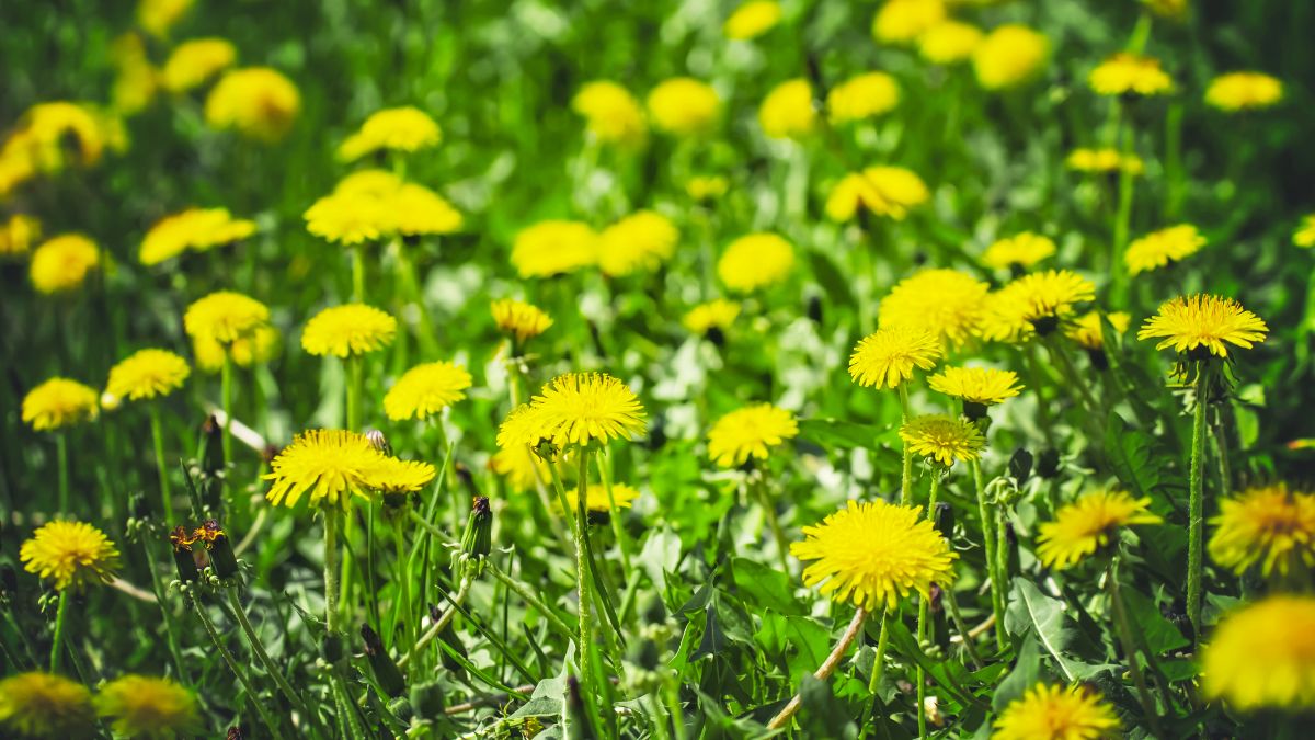 A large patch of yellow dandelions