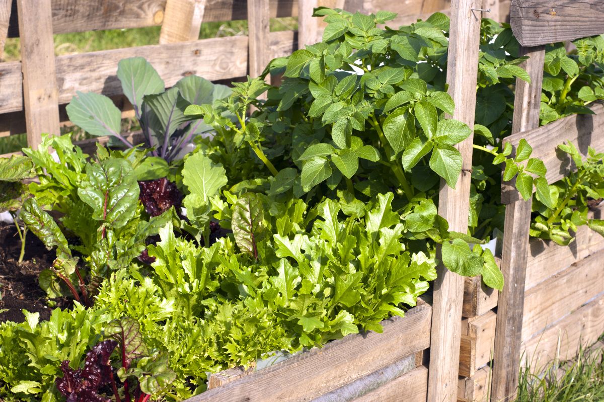 A decorative container planting of edible plants