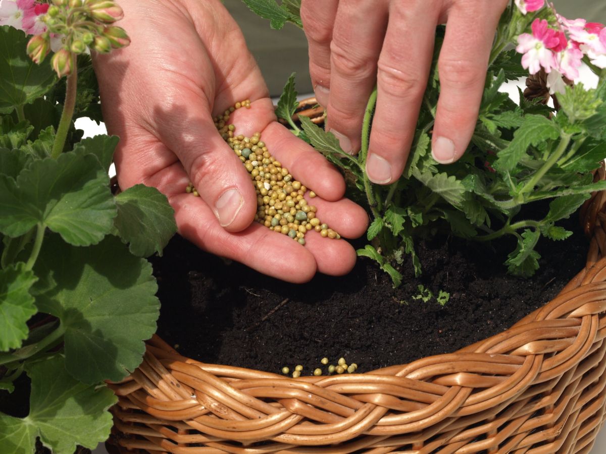 hand spreading fertilizer at the base of a plant in a container