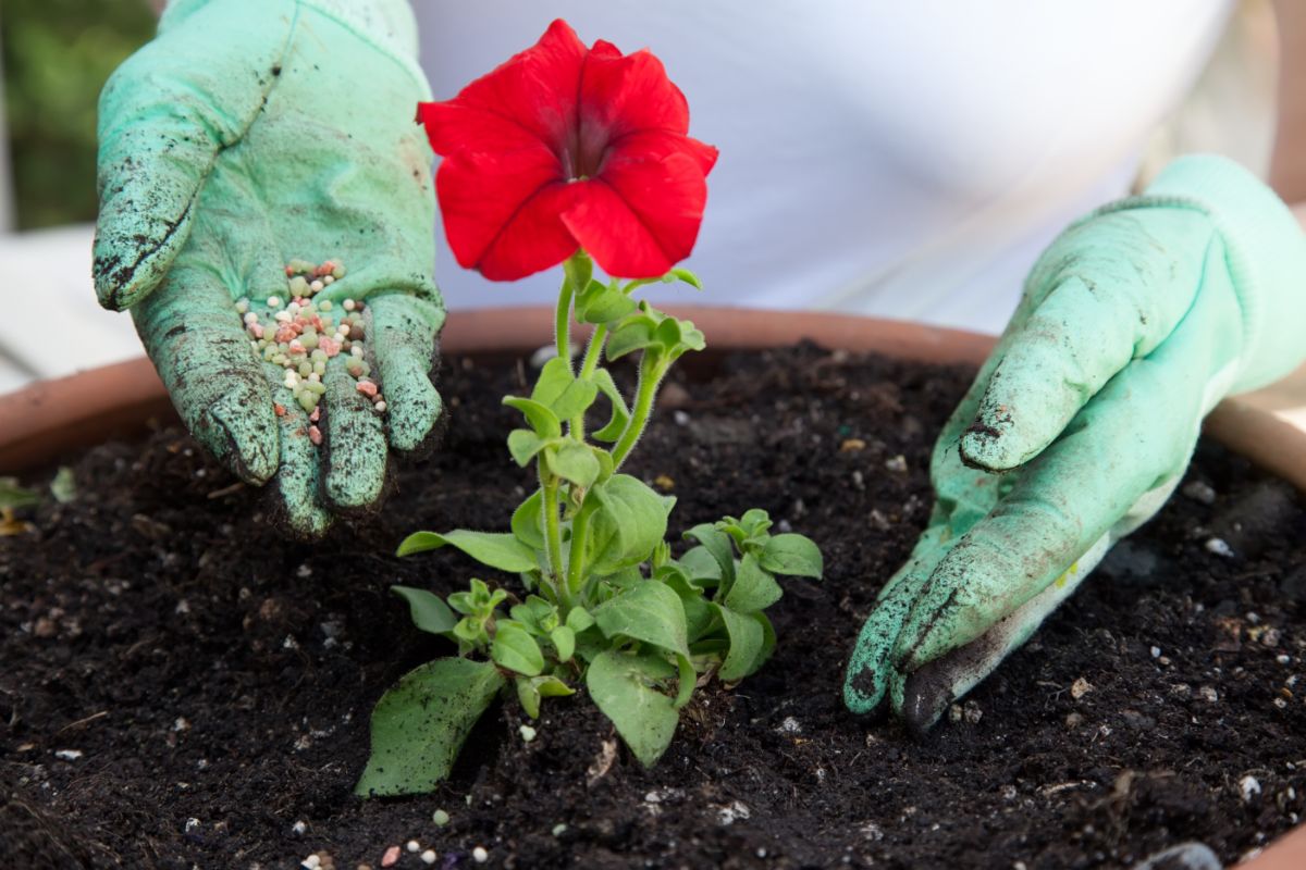 Gardener with gloves fertilizing a petunia plant