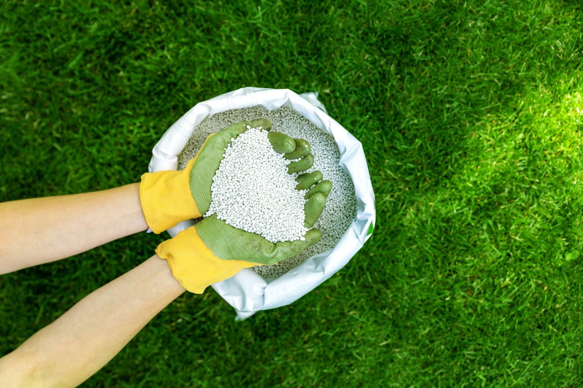 Hands holding fertilizer over fertilizer sack on green grass