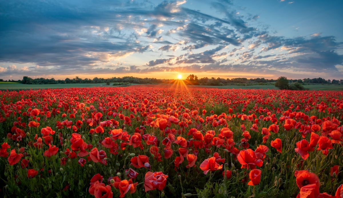 Beautiful shot of poppy field at sunset