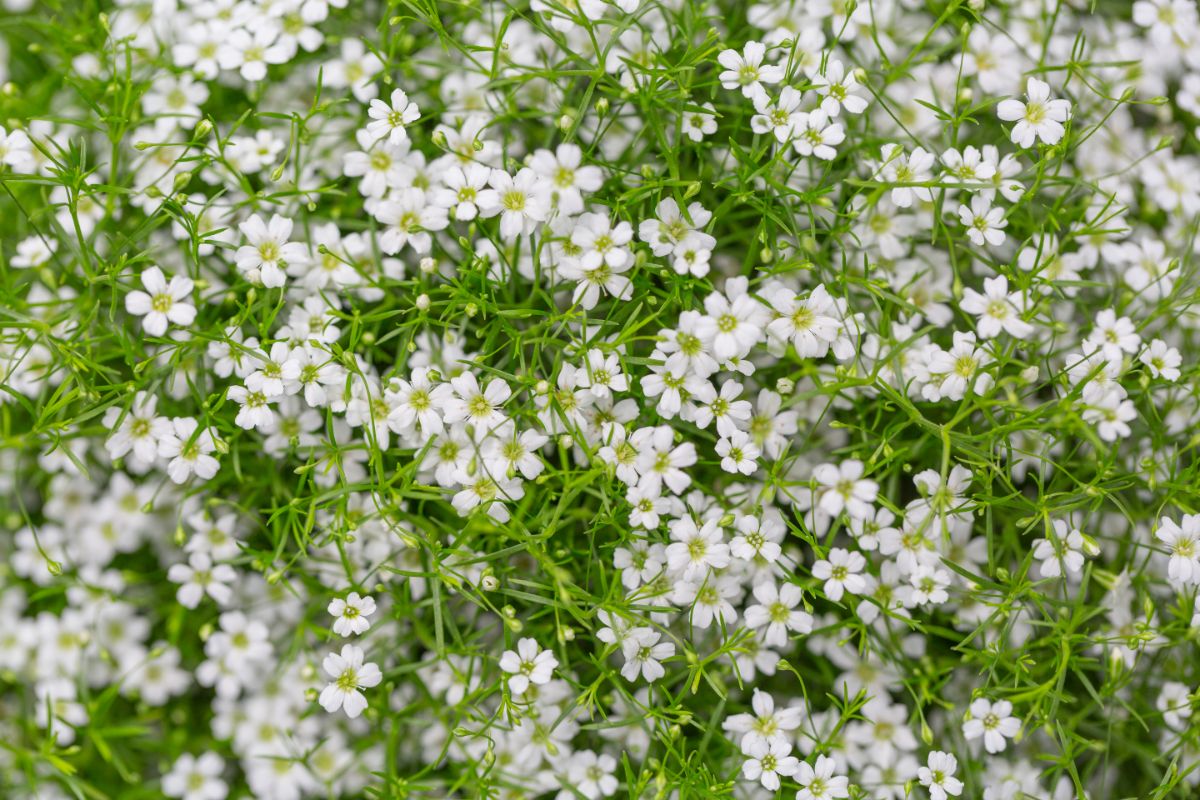 A profusion of white baby's breath flowers against green stems