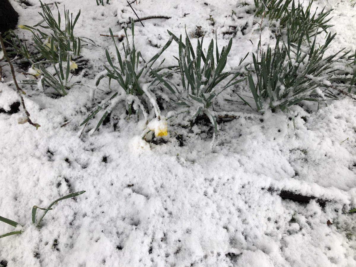 tulips surviving in a snow storm