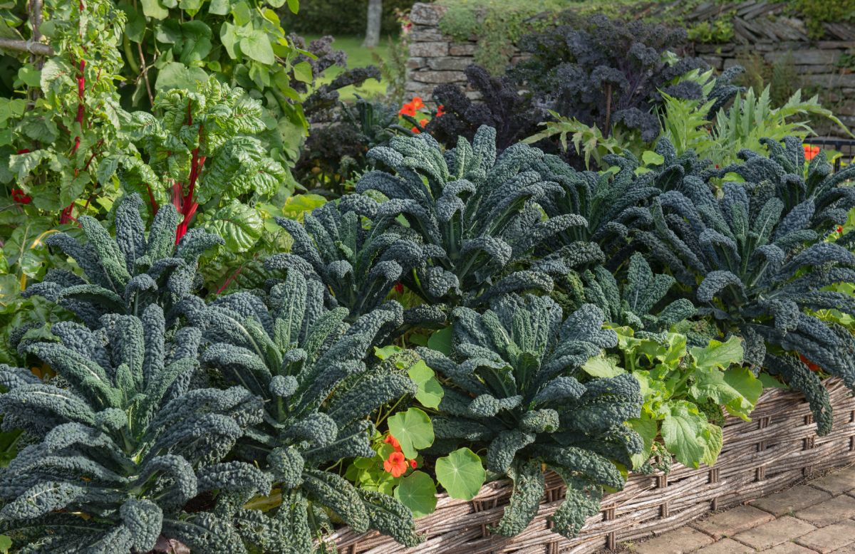 Thoughtfully arranged edible vegetables with flowers and companion plants