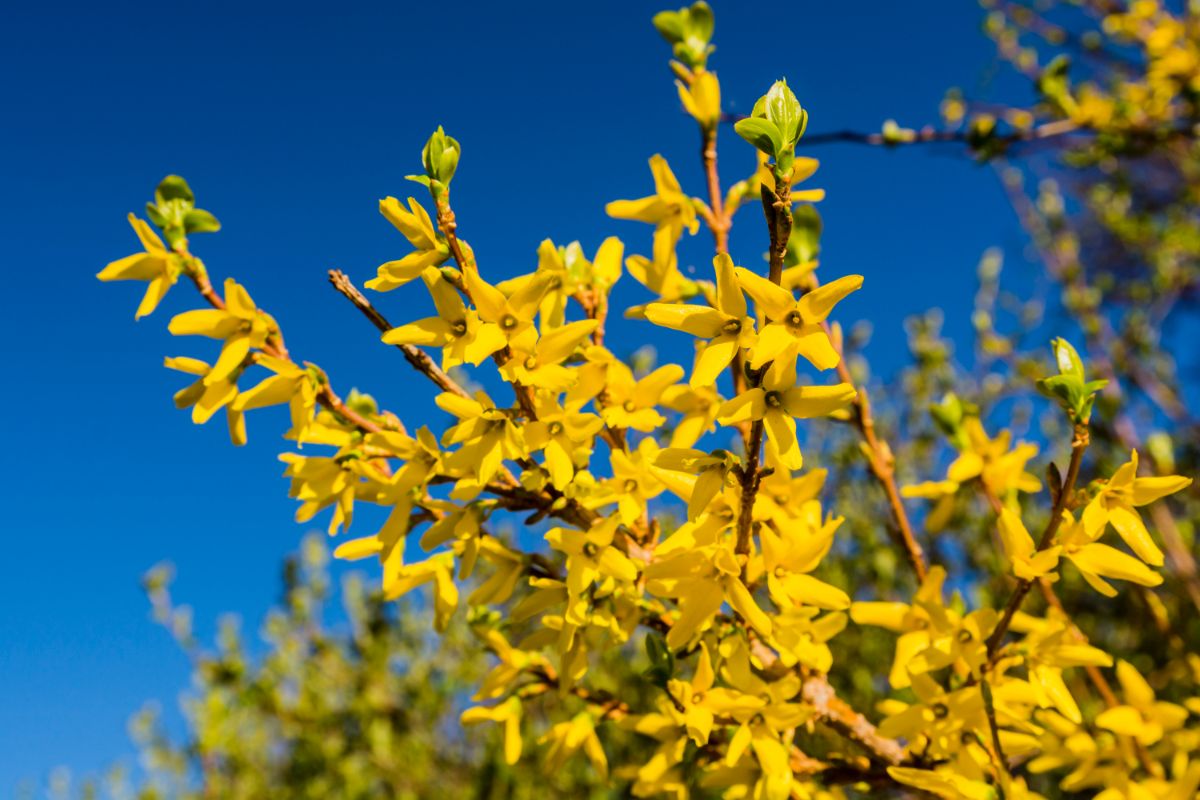 Closeup picture of yellow forsythia blooms