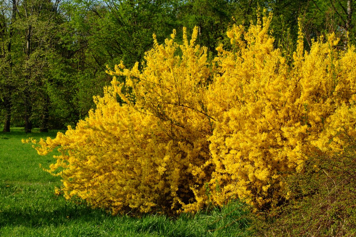 Large yellow forsythia bush