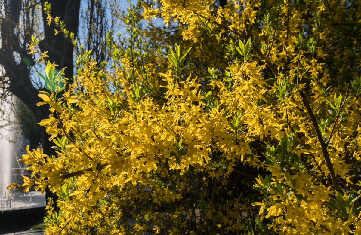 A yellow forsythia blooming in the spring