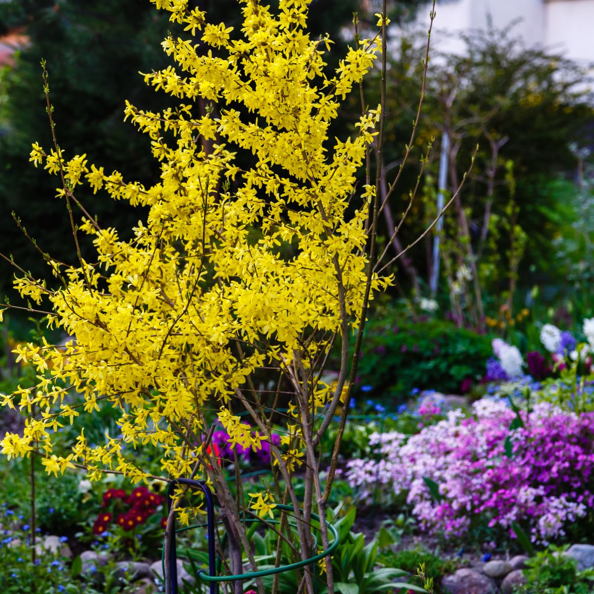 Yellow forsythia blossoms showing off in a landscape against purple bushes