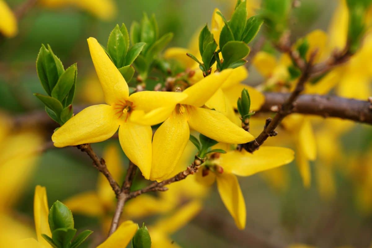 Close shot of a yellow forsythia flower