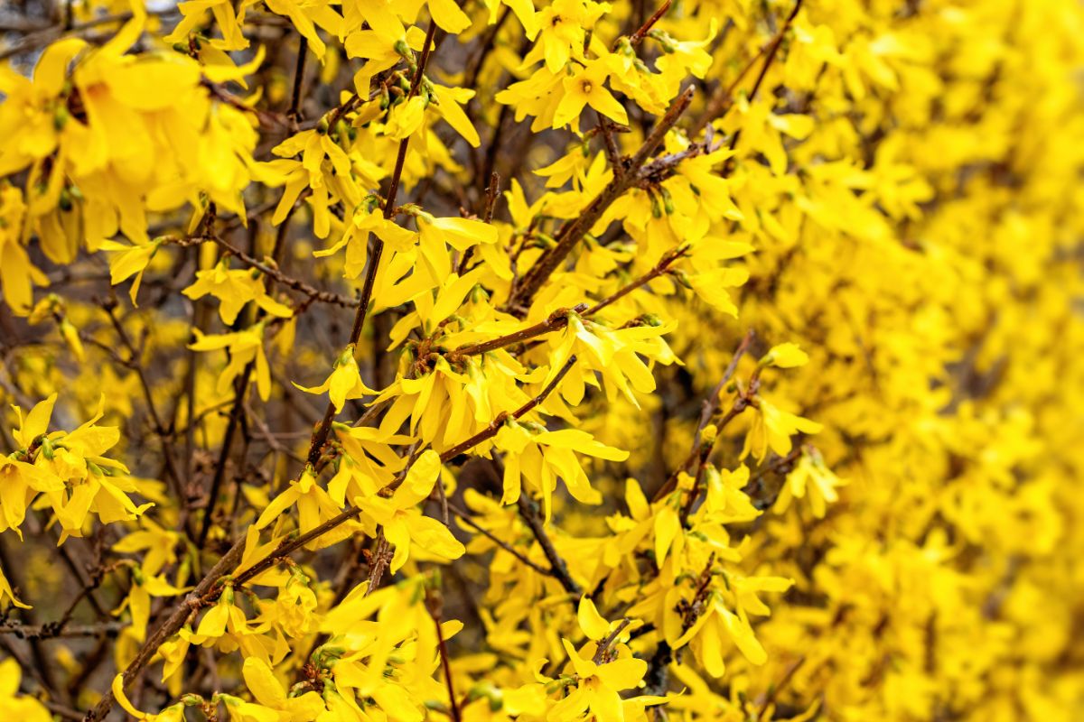 Mass of bright yellow forsythia blossoms