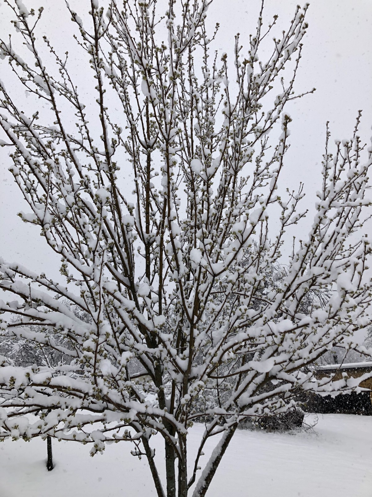 fruit tree covered in spring snow