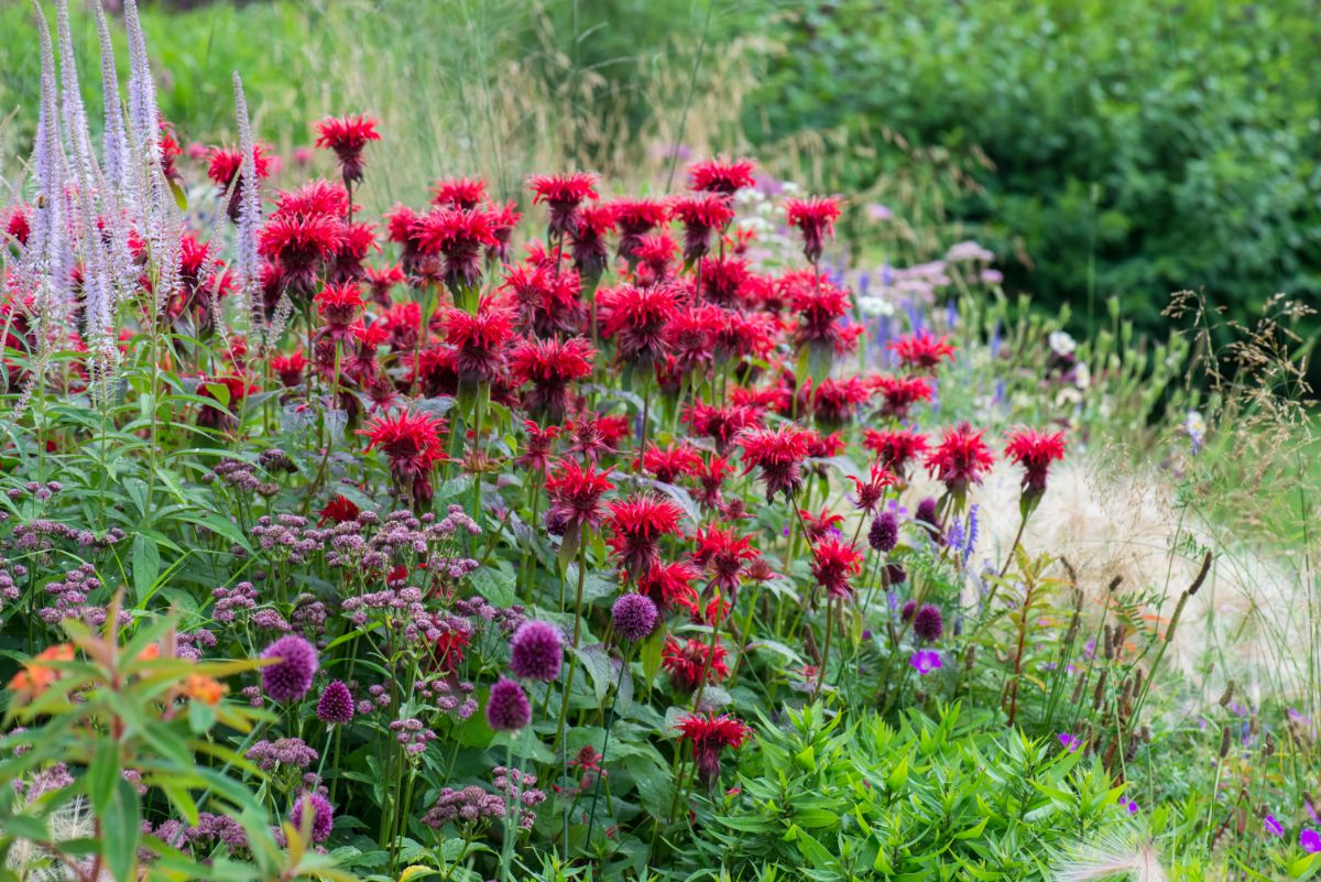 pink bee balm in mixed planting with alliums