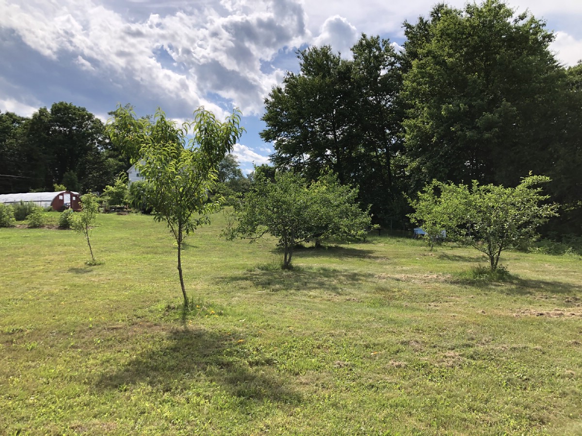 orchard of fruit trees with a pretty cloudy sky in the background