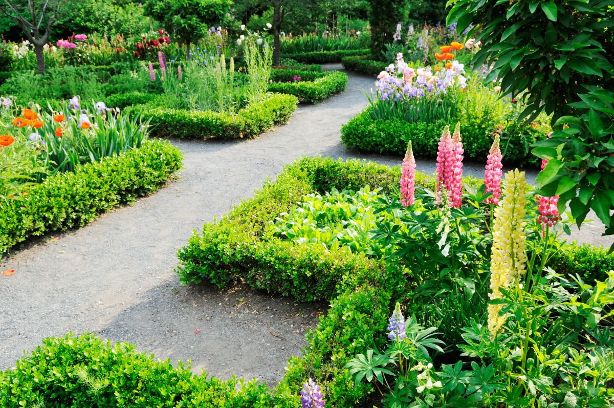 Pink and yellow flowering stalks of lupine in a garden landscape