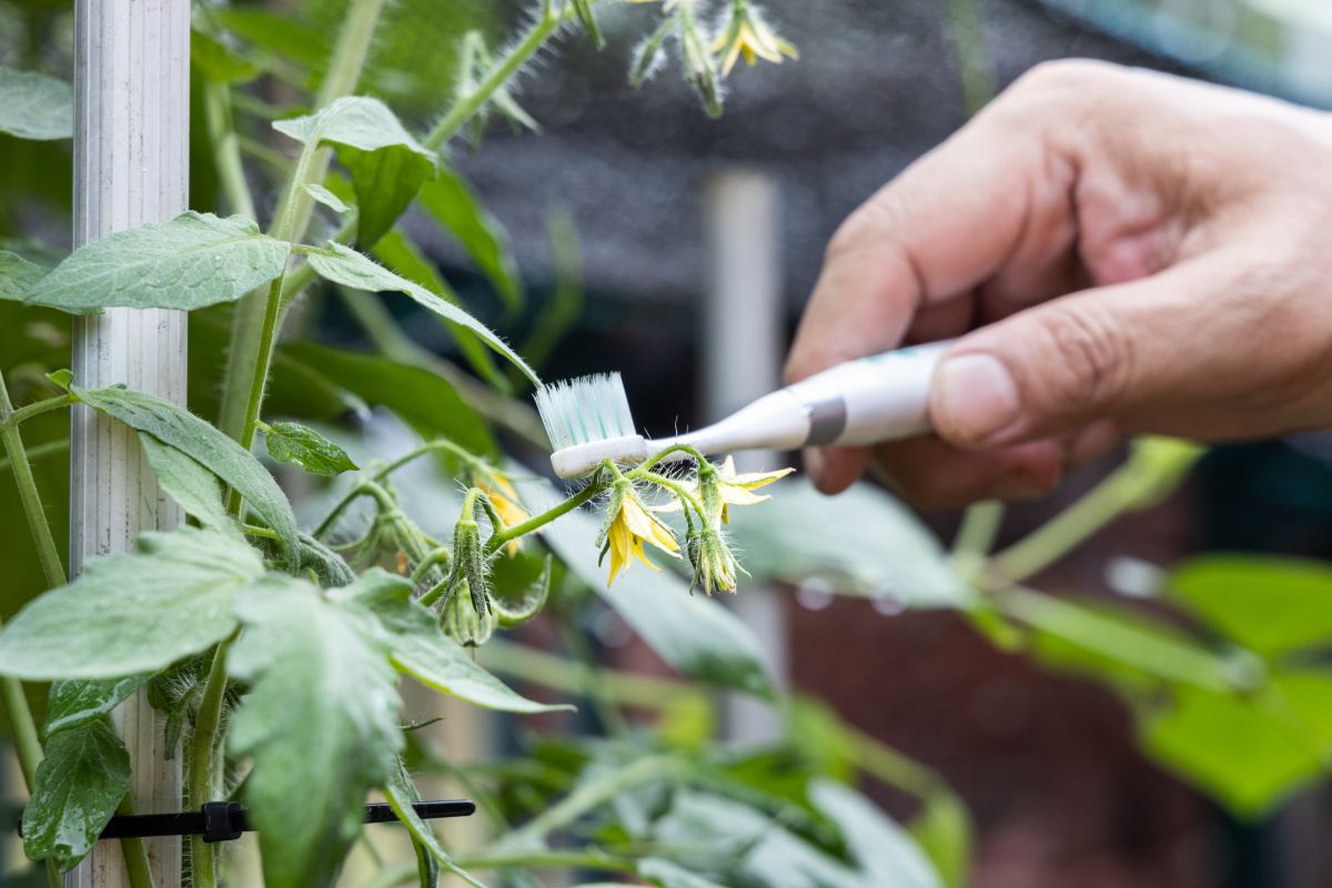 Gardener using a vibrating toothbrush to hand pollinate a tomato plant