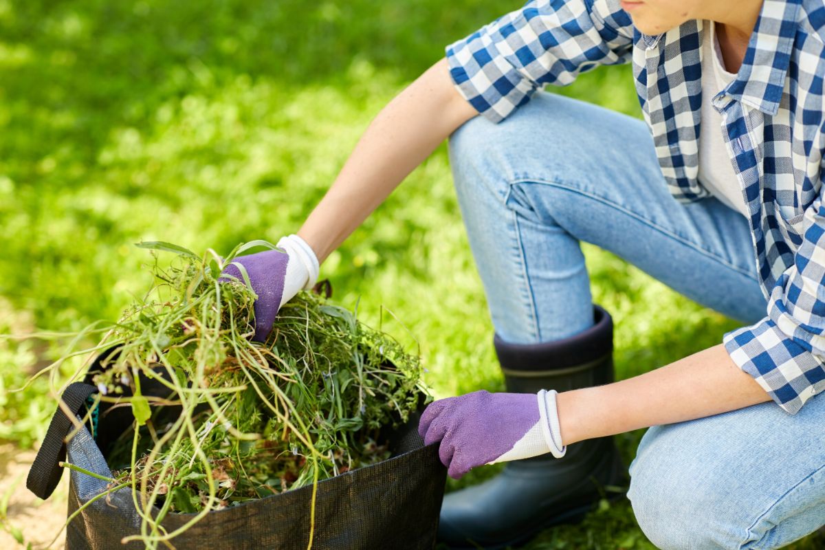 A gardener putting weeds into a trug