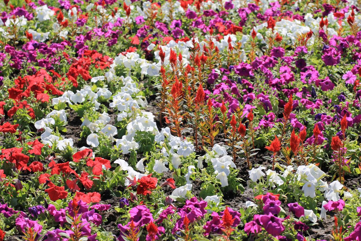 Petunias planted as a companion plant in a mixed flower bed
