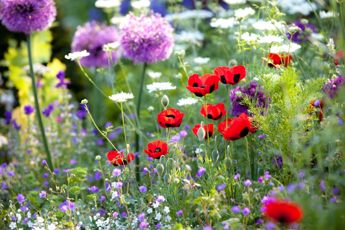 Poppies planted in a mixed flower bed