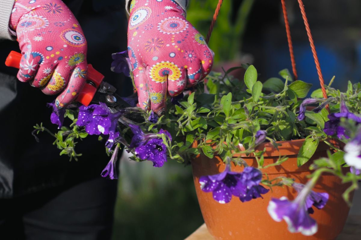 Gardener with gloves cutting petunia flowers in hanging container