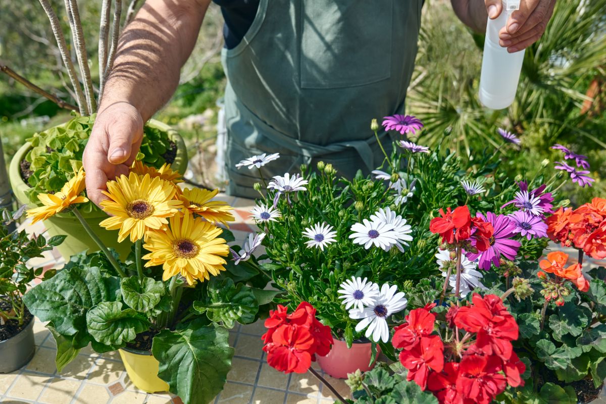 Gardener caring for his collection of potted Gerbera daisies