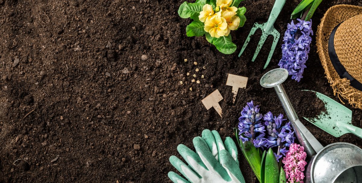 Loosened garden soil prepared for hyacinth planting