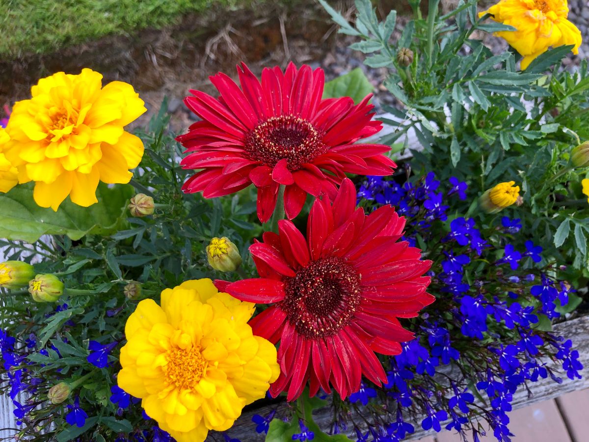 Large red Gerbera daisy in  a mixed companion planting