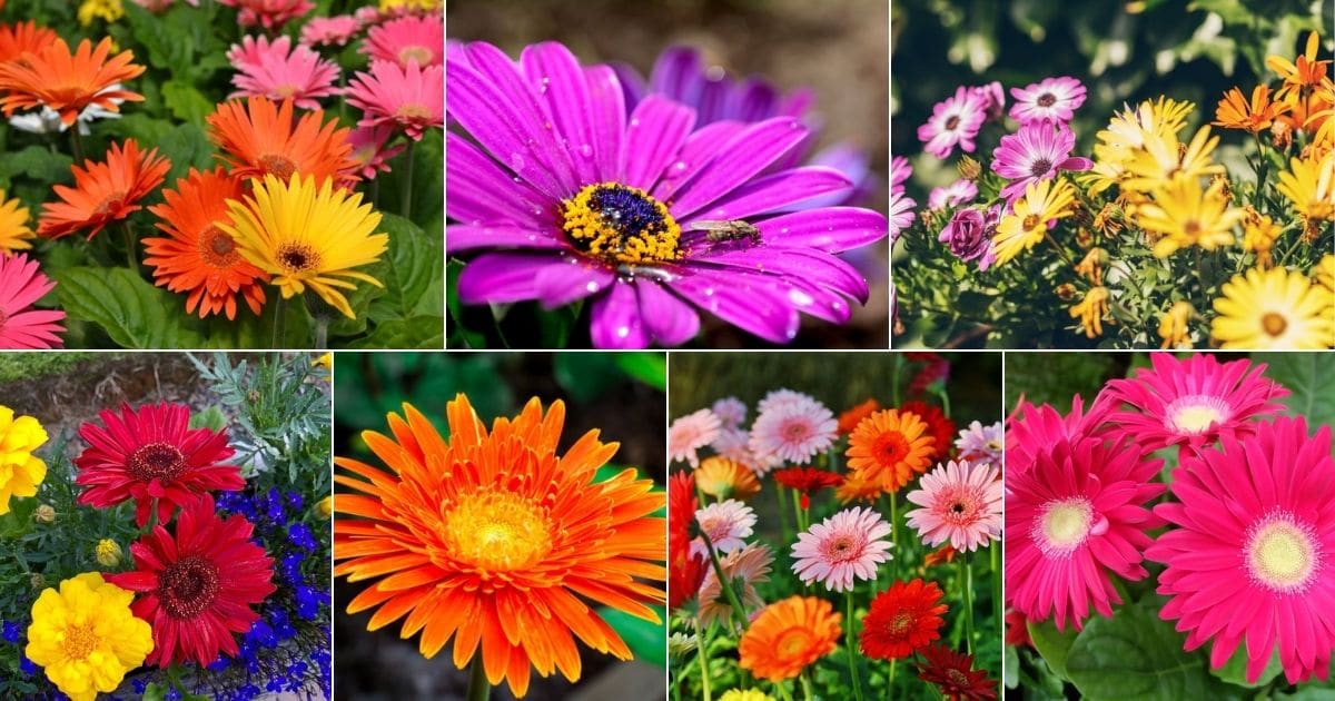 Collage of beautiful blooming gerbera daises.