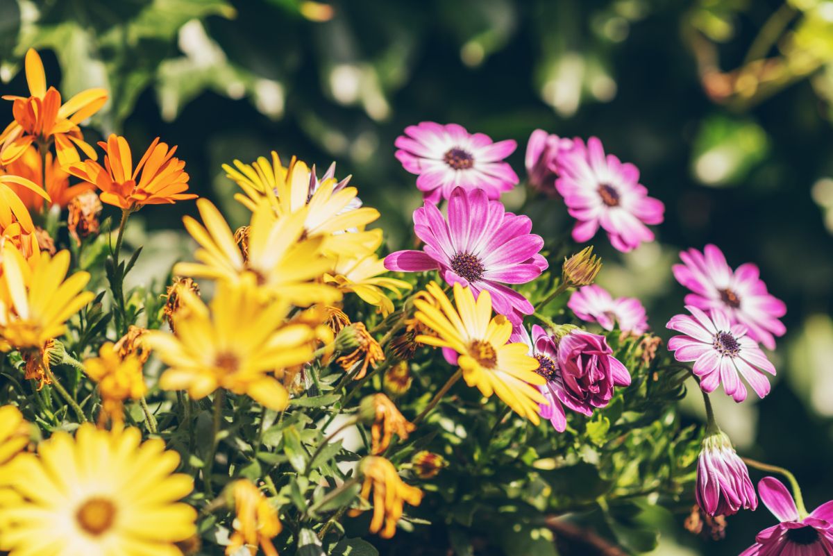 Purple and yellow Gerbera daisies slightly out of focus