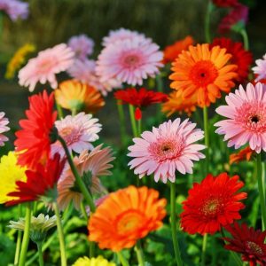 Different variety of gerbera daisies
