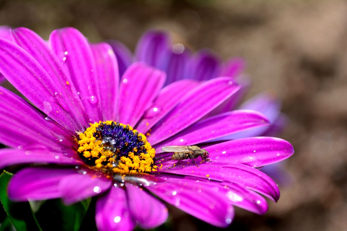 Purple Gerbera daisy with dew drops and a pollen-coated honey bee on its petals