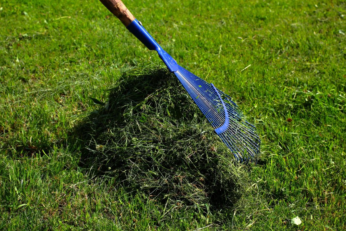 A blue rake raking a pile of grass clippings