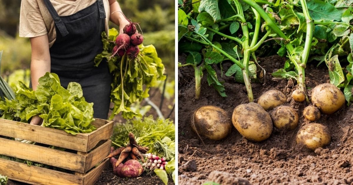 Self sufficient gardening tasks in a collage photo.