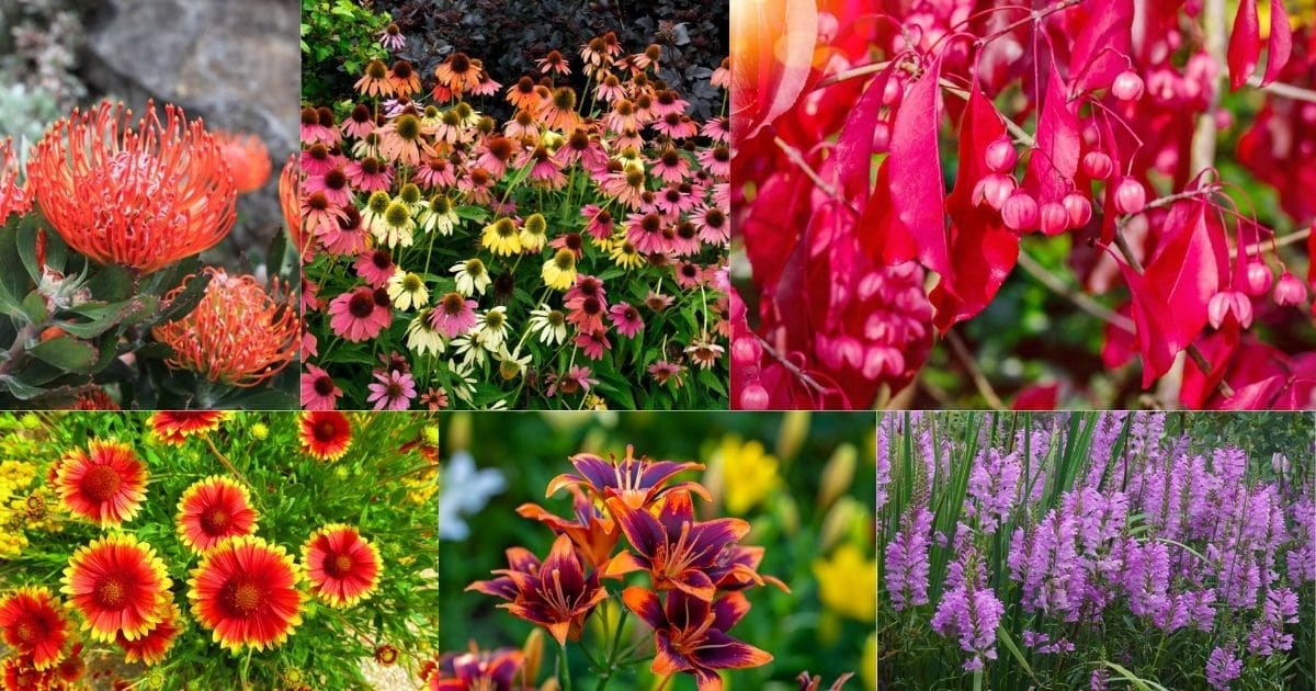 Hardy perennials collage photo from the content.