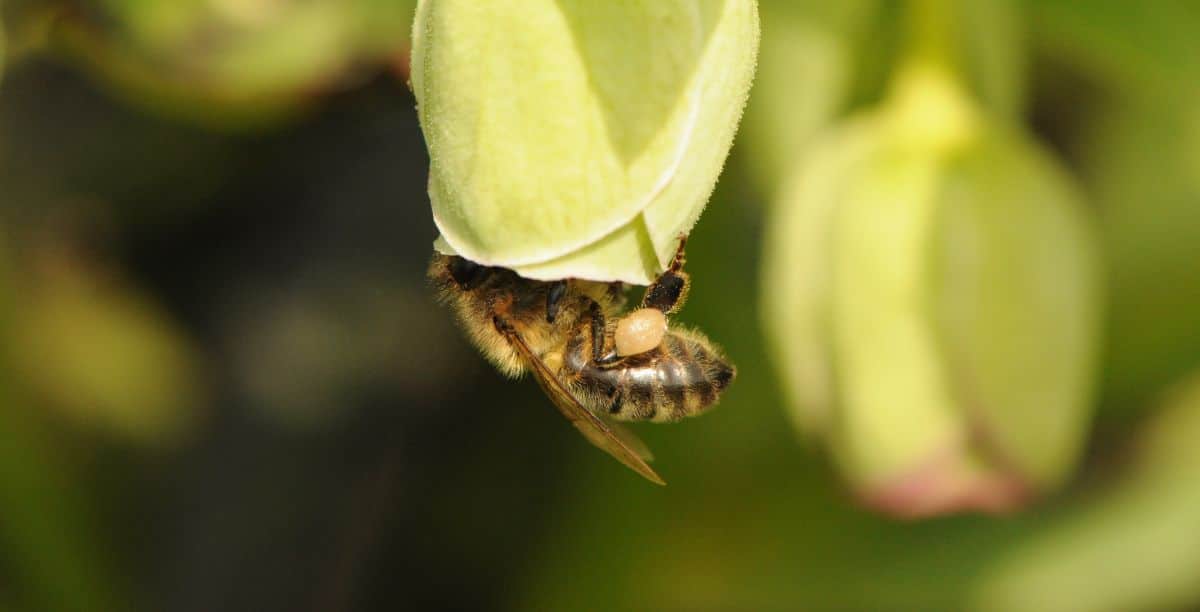 Honey bee collecting pollen from a hellebore flower