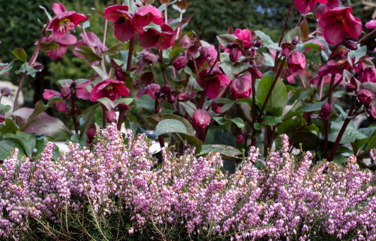 Hellebores in a mixed perennial garden