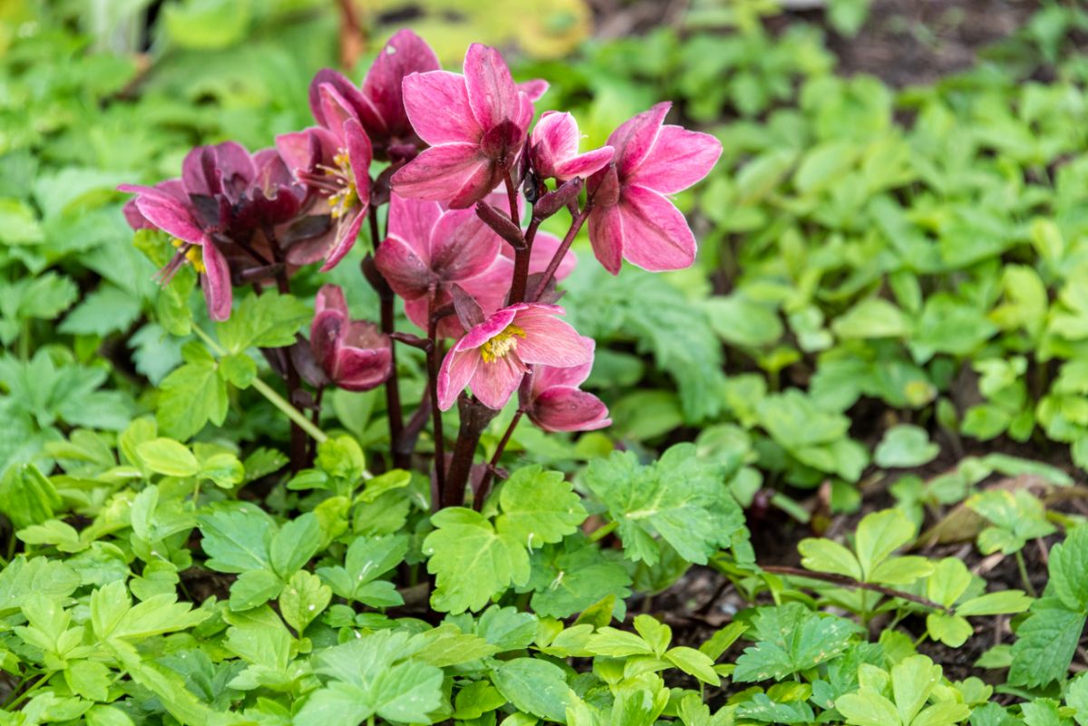 Cluster of pink hellebore flowers in bloom