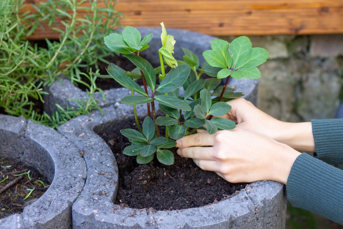 Hands caring for hellebore plant in a stone raised garden bed