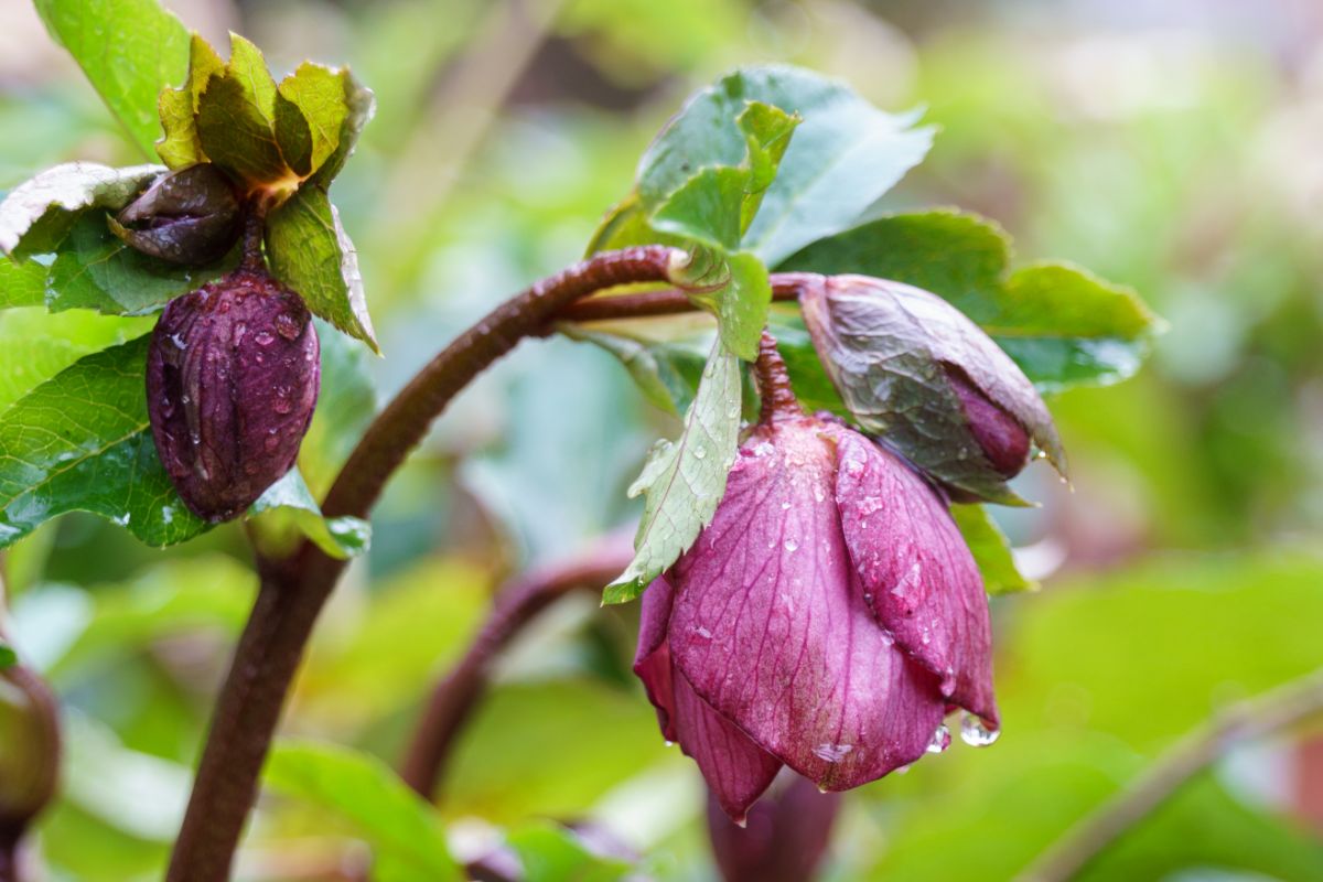 Dew on a pink hellebore bud