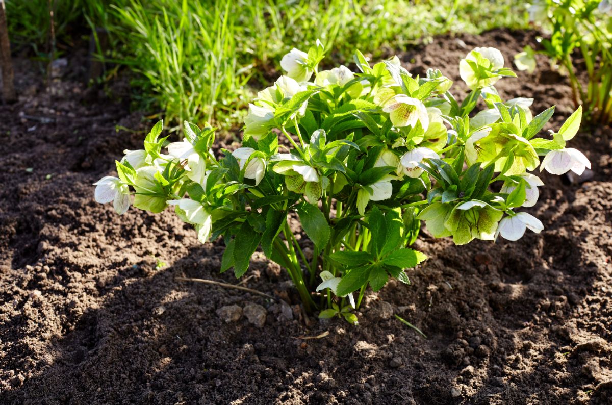 Hellebore plant planted in prepared soil