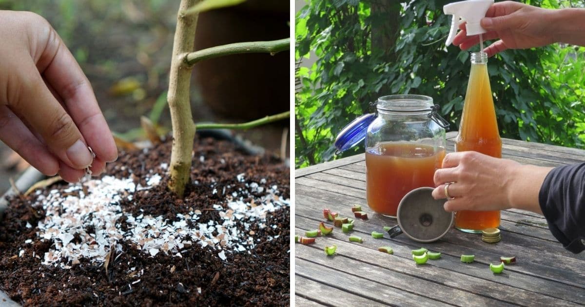 Image of Compost as homemade fertilizer for flowering plants