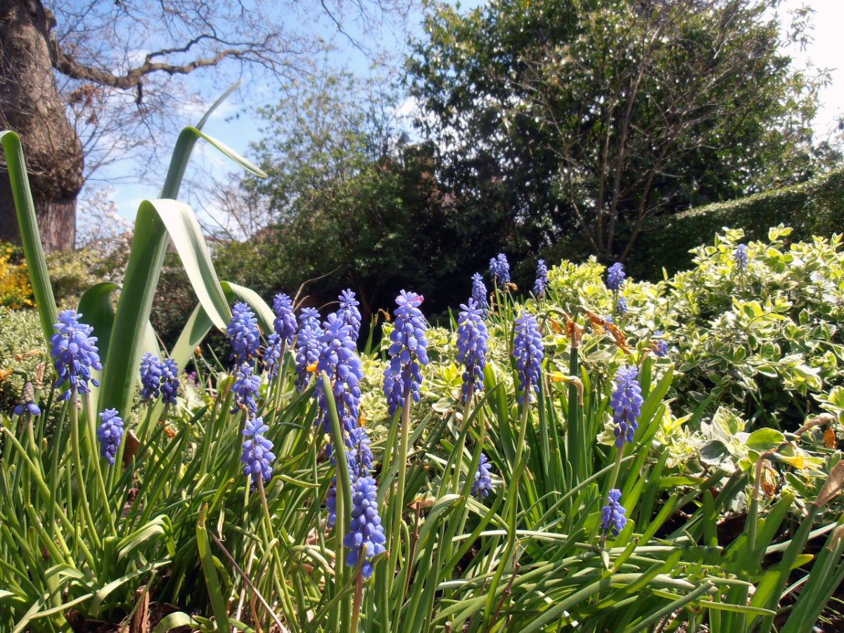 Purple grape hyacinth in a perennial garden
