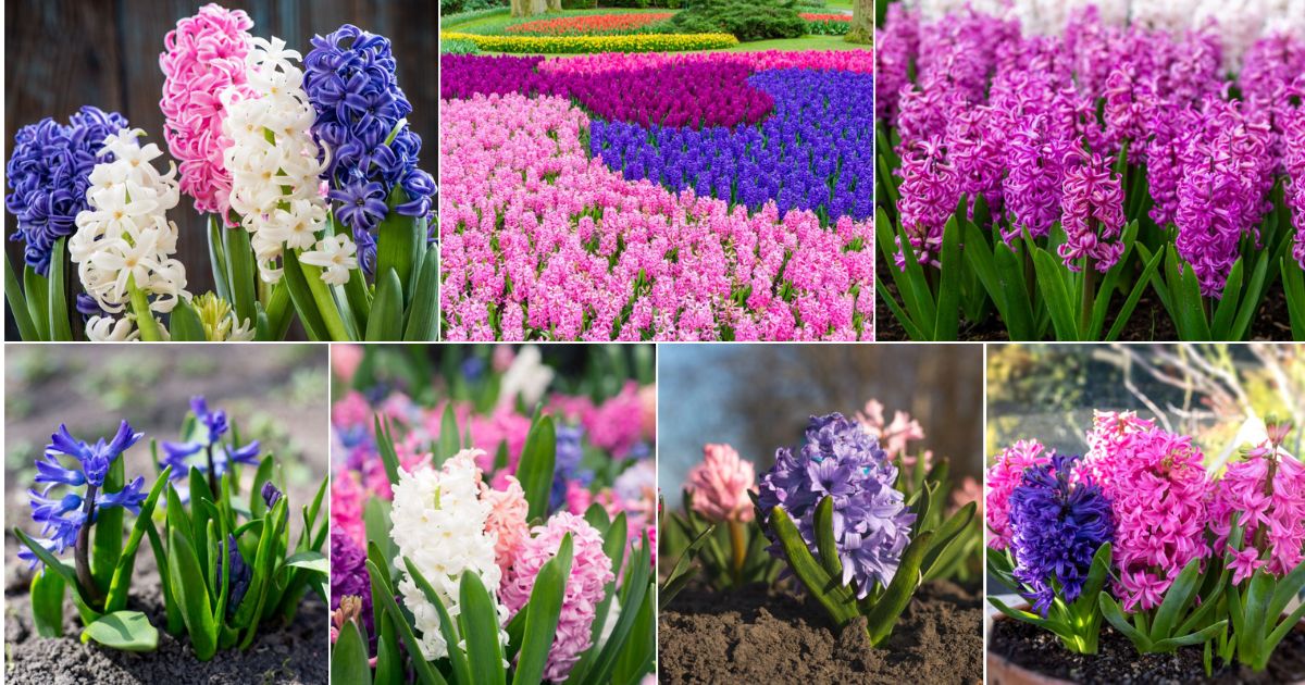 Collage of beautiful blooming hyacinths.