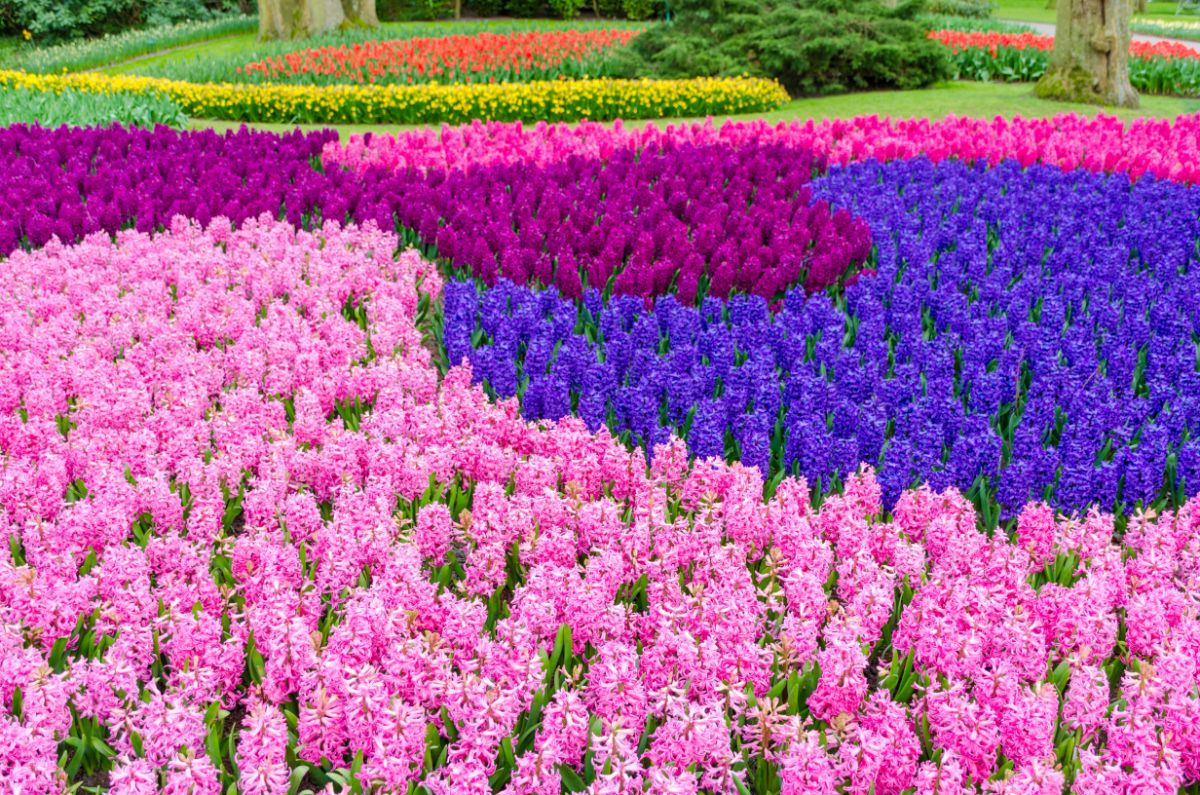 Stunning huge garden of hyacinths planted in swirling patterns