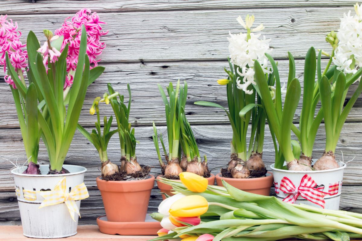 Pretty potted bulbs of hyacinth