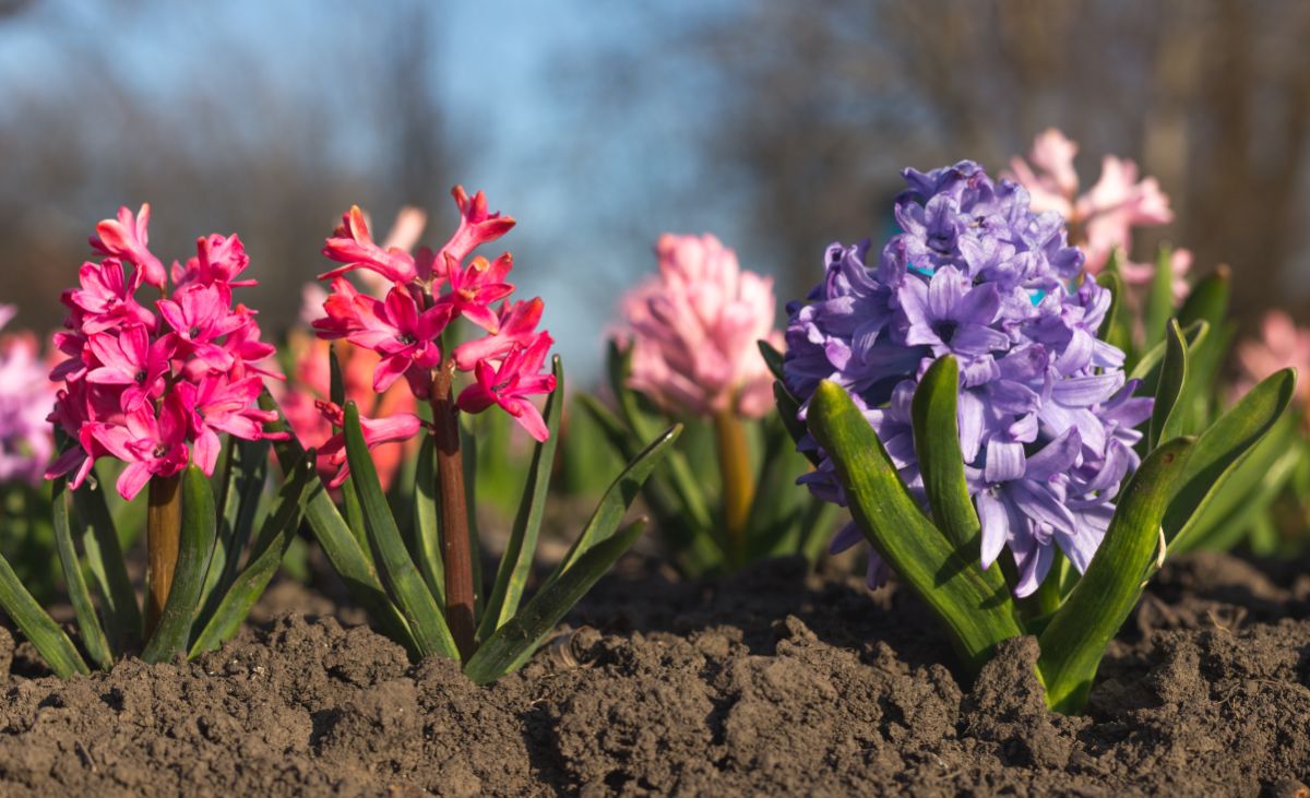 Flowering hyacinths planted in fresh soil